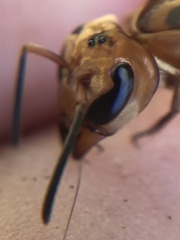 Synoeca virginea