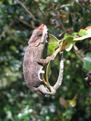 Calumma hilleniusi