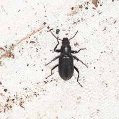 Xylopinus saperdoides