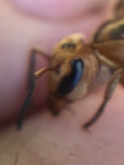 Synoeca virginea
