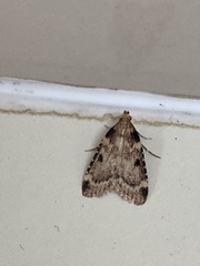 Aglossa costiferalis