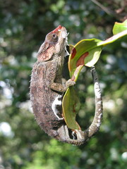 Calumma hilleniusi