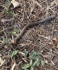 Macroprotodon brevis ibericus