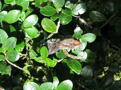 Calumma hilleniusi