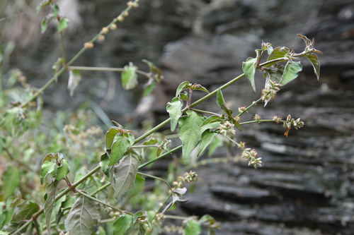 Pupalia micrantha