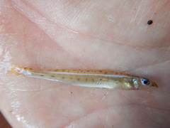 Ammocrypta vivax