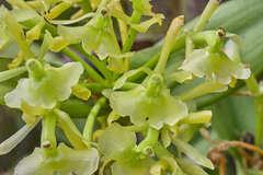 Epidendrum chlorocorymbos