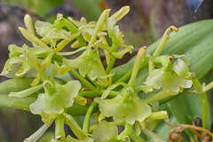 Epidendrum chlorocorymbos