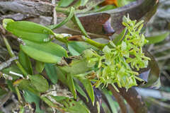 Epidendrum chlorocorymbos