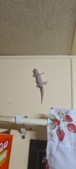 Gehyra australis