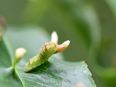 Celastrina serotina