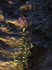 Chamaenerion angustifolium