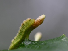 Celastrina serotina