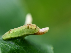 Celastrina serotina