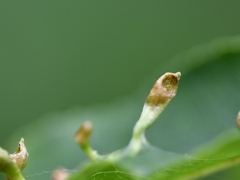 Celastrina serotina