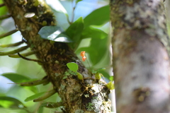 Bulbophyllum analamazoatrae image