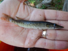 Esox americanus