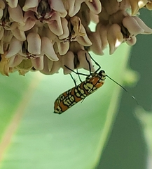 Atteva aurea