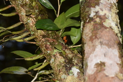 Bulbophyllum analamazoatrae image