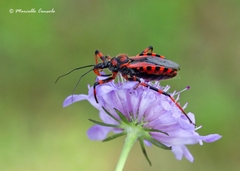 Rhynocoris rubricus