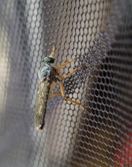 Neomochtherus schineri