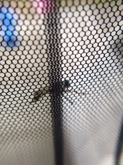 Neomochtherus schineri