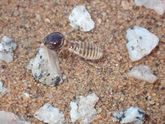 Hodotermes mossambicus