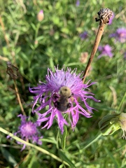 Melissodes desponsus