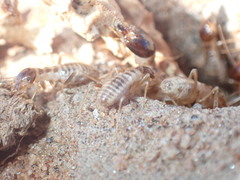 Hodotermes mossambicus