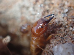 Hodotermes mossambicus