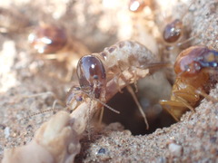 Hodotermes mossambicus