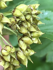 Physocarpus intermedius