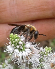 Andrena thoracica