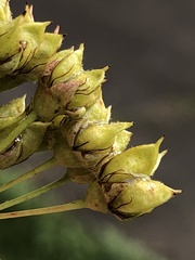 Physocarpus intermedius