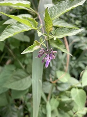 Solanum dulcamara