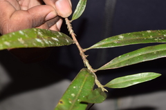 Campylospermum dependens