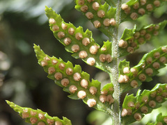 Parapolystichum acuminatum