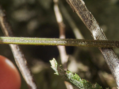 Parapolystichum acuminatum