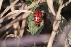 Alagoasa vigintiseptemmaculata
