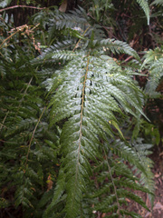 Parapolystichum acuminatum