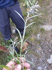 Omalotheca norvegica