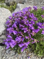 Penstemon davidsonii davidsonii