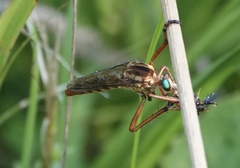 Diogmites crudelis