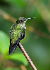 Taphrospilus hypostictus