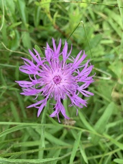 Melissodes desponsus