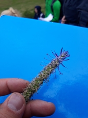 Phyteuma persicifolium