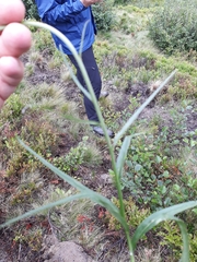 Phyteuma persicifolium