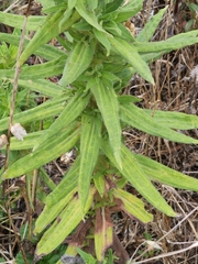 Madia sativa
