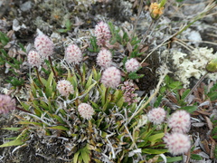 Tofieldia coccinea