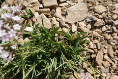 Valeriana apula